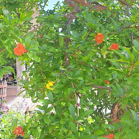 I Girasoli - South Sardinia - *