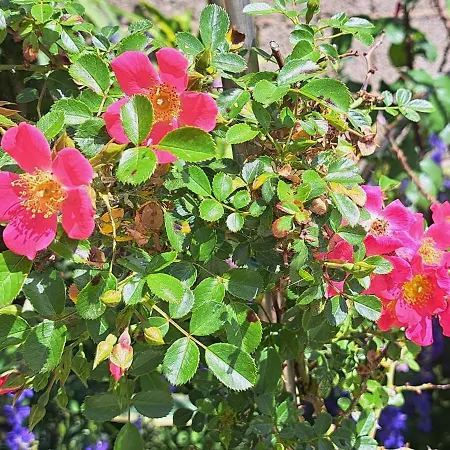 I Girasoli - South Sardinia -