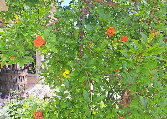 I Girasoli - South Sardinia - *